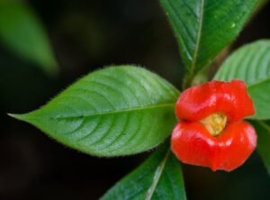 Psychotria-elata-Hot Lips Plant
