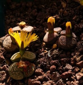 lithops-Lithops spp. (Living Stones)
