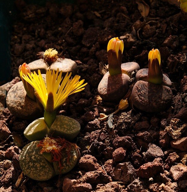 lithops-Lithops spp. (Living Stones)