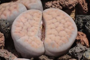Lithops spp-Living Stones