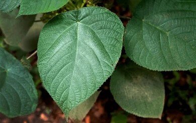 one-most-dangerous-plants-world-Dendrocnide moroides-Gympie-Gympie Plant