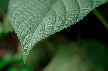 one-most-dangerous-plants-world-Dendrocnide moroides-Gympie-Gympie Plant