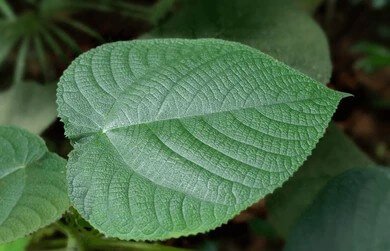 one-most-dangerous-plants-world-Dendrocnide moroides-Gympie-Gympie Plant