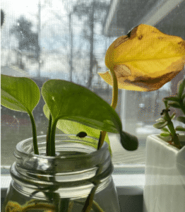 A Plethora of Pothos Varieties