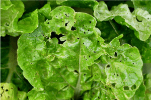 Bacterial blight. Bacterial crown gall. Blackleg. Aerial stem rot