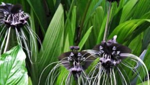Black Bat Flower poisonous
