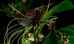Black Bat Flower Facts