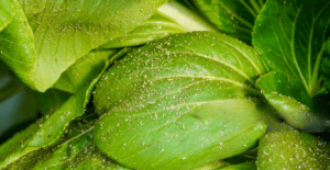 Can I eat mint with rust-Mint that has been infected with rust cannot be eaten. Eventually the leaves will die and drop off and the plant will become stunted.