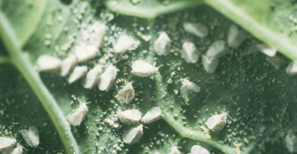 Common pests include aphids, mint bud mites, cutworms, tobacco caterpillars, citrus mealybugs, and flea beetles