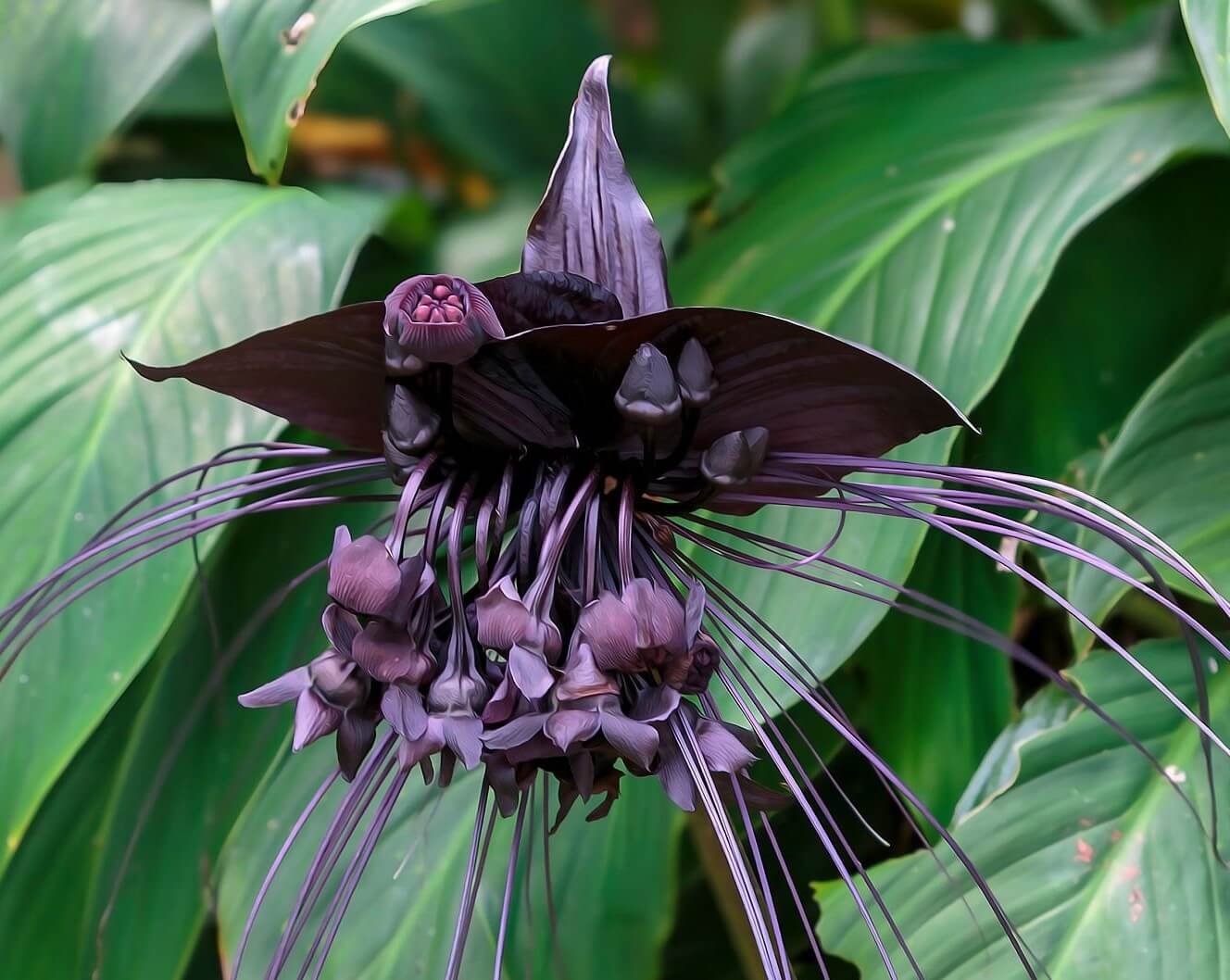 The black bat flower is endangered due to habitat destruction, overexploitation, and climate change,