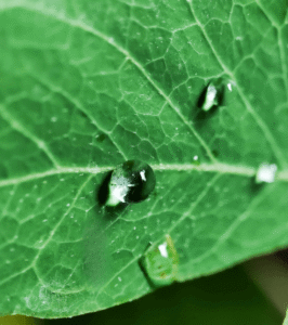 aphids on mint plant