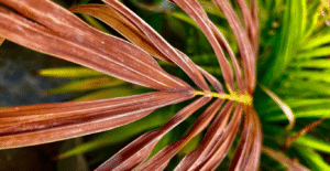 areca palm leaves turning brown and dry