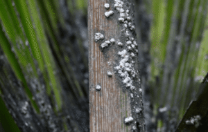 areca palm pests and diseases