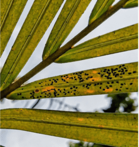 areca palm scale infestation