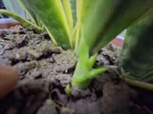 how to check plant roots before buying
