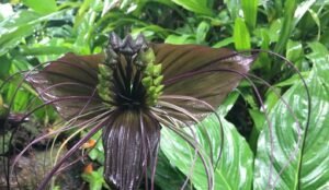 Black Bat Flower poisonous