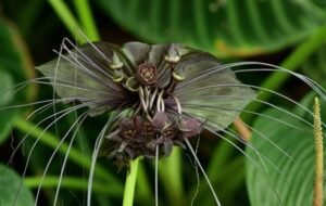 black bat flower poisonous to dogs