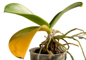 can yellow orchid leaves turn green