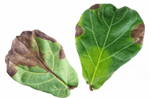 fiddle leaf fig diseases pictures