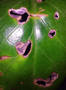 fiddle leaf fig holes in new leaves