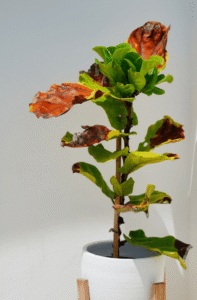 fiddle leaf fig leaves turning brown and falling off