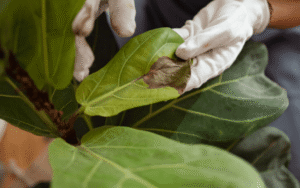 fiddle leaf fig pests and diseases