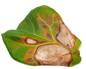 fiddle leaf fig root rot vs dry