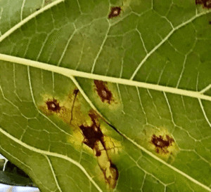 fiddle leaf fig yellow leaves brown spots