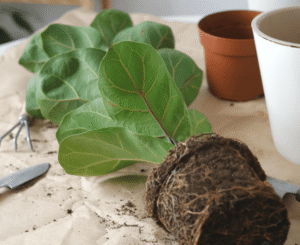 fiddle leaf root rot treatment