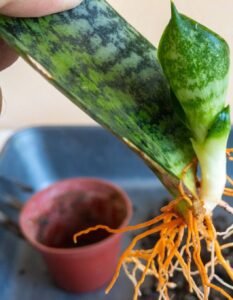 healthy foliage tips