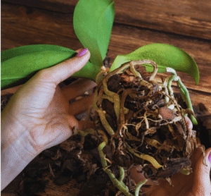 healthy orchid roots vs unhealthy