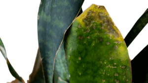 healthy vs unhealthy plants checklist