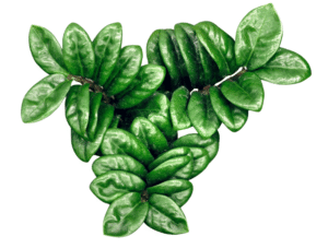 healthy zz plant leaves