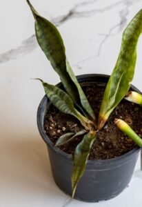 how to check plant roots before buying