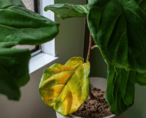 how to fix overwatered fiddle leaf fig
