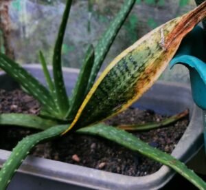 how to identify healthy vs unhealthy plants