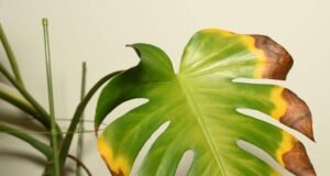 how to identify healthy vs unhealthy plants