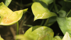 how to make pothos fuller