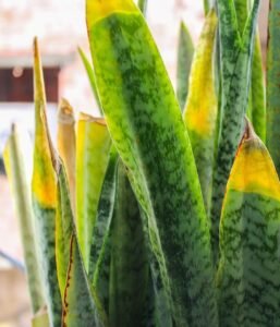 how to spot unhealthy plant before buying