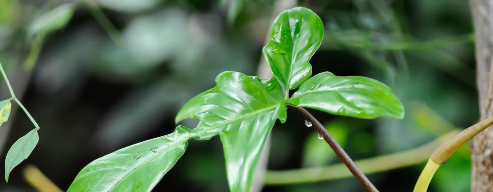 identify healthy vs unhealthy plants