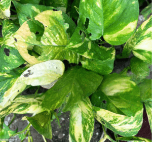 marble queen pothos