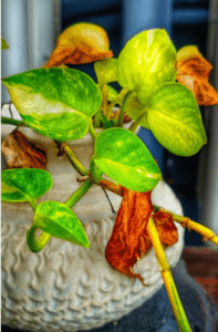 marble queen pothos care