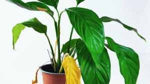 peace lily indoor plant benefits