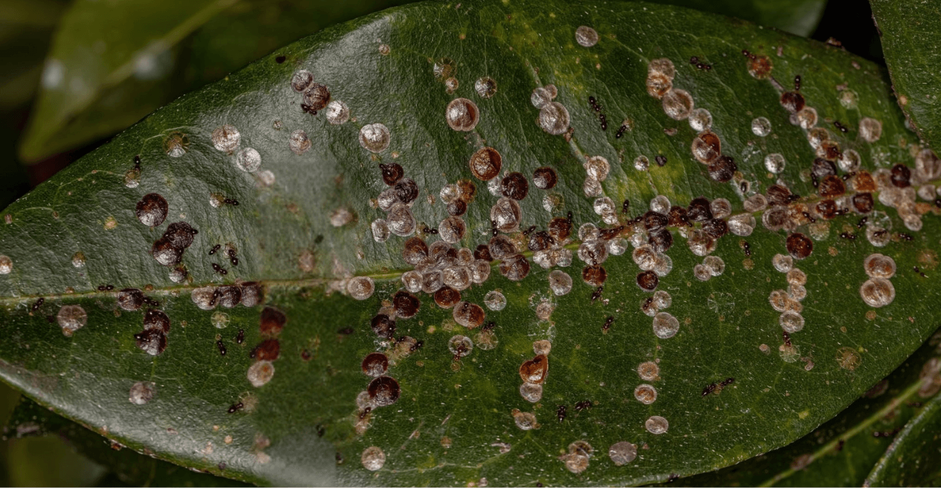 rubber plant leaf problems pictures