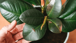 rubber plant leaves cracking