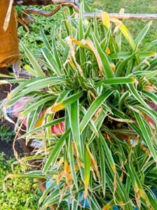 spider plant drooping and brown