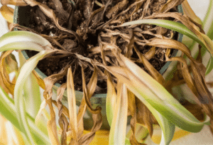 spider plant leaves turning brown and falling off