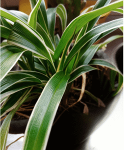 spider plant leaves turning brown in the middle