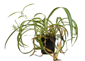 spider plant leaves turning yellow