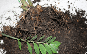 what does zz plant root rot look like